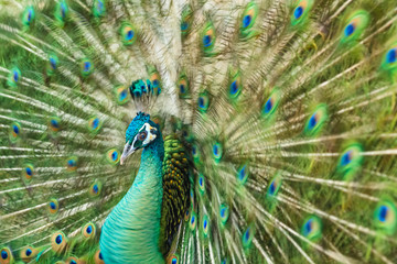 Fototapeta na wymiar Close up male peacock with fully unfolded feathers of his tail