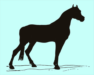 horse on white background