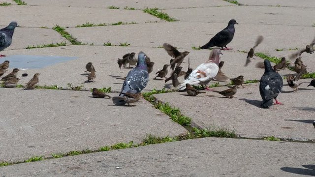 Pigeons And Sparrows Eating Bread Crumbs On A City Tile.