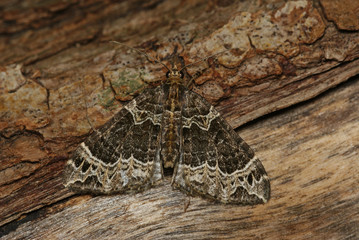 Braunleibiger Springkrautspanner Ecliptopera silaceata (DENIS & SCHIFFERMÜLLER, 1775) Opladen 27.08.2009 13:25
