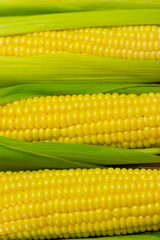 fresh and ripe corn cobs. Corn close-up. The concept of healthy eating, vegetable background, natural products, organic, vegetarian, raw food festival.
