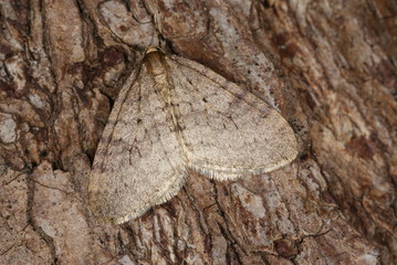 Kleiner Frostspanner Operophtera brumata (LINNAEUS, 1758) Opladen 2009:11:21 13:00:03