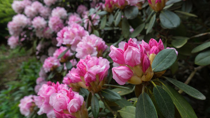 Beautiful spring flower of rhododendron in the park Pruhonice Prague.