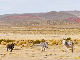 Donkeys with wool tuft ear identity tags. Bolivia