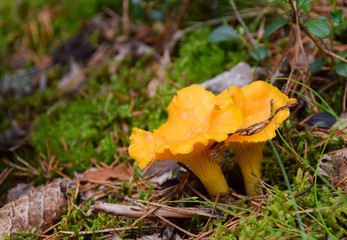 Wild golden chanterelle mushrooms in the forest. Photo taken in Sweden - obrazy, fototapety, plakaty