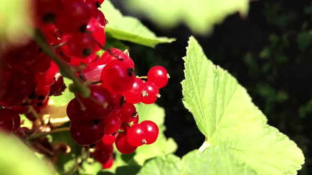 Red currants on a branch on a sunny day.