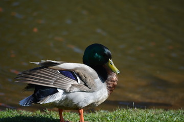 duck on grass
