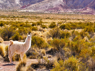 Bolivia, Andes region, llama, lama closeup