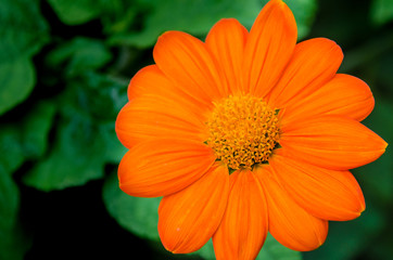 Orange daisy flower, also known as the Fiesta Del Sol, closeup