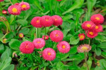 daisies in the garden