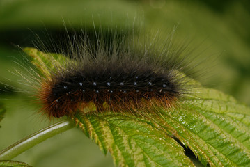 Brauner Bär, Raupe Arctia caja (LINNAEUS, 1758) e.o. Opladen 01.05.2009 10:27