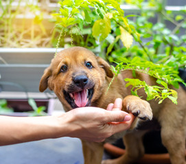 Little puppy giving its paw touch to a hand. The concept of trust and friendship.