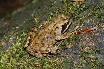 Grasfrosch Rana temporaria Grube 10 (Haan-Gruiten) 2009:06:13 15:11:16