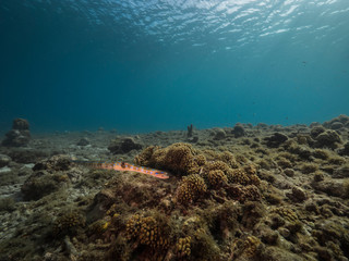 Fototapeta na wymiar Seascape of coral reef in the Caribbean Sea around Curacao with coral and sponge