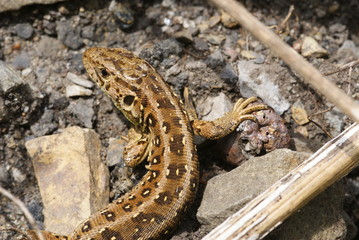 Zauneidechse Lacerta agilis Vohwinkel (Wuppertal) 2009:08:01 15:11:44