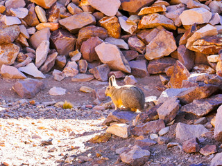 A Viscacha of the chinchilla family in the southern altiplano of Bolivia South America