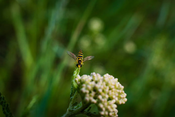 Hoverfly sits on a plant, Fly, Close Up