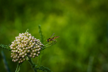 Hoverfly sits on a plant, Fly, Close Up