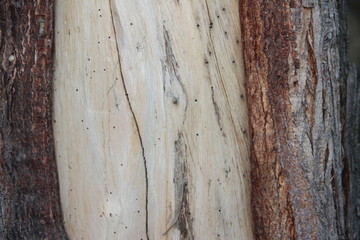 texture of the bark of the tree