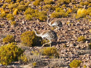 Nandu de Magallanes (Rhea pennata) - ostrich in Eduardo Avaroa Andean National Wildlife Reserve,...