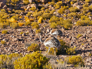 Nandu de Magallanes (Rhea pennata) - ostrich in Eduardo Avaroa Andean National Wildlife Reserve,...