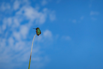 Hummingbird sitting on a plant © Kit Leong