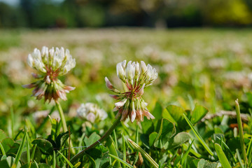 Close up shot of white clover blossom