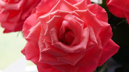 Close up abstract views of a pink red rose