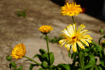 Calendula flowers, bright yellow in Sunny weather. Close-up, blurred background.