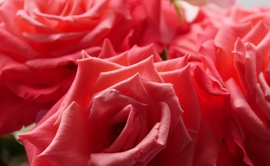 Close up abstract views of a pink red rose