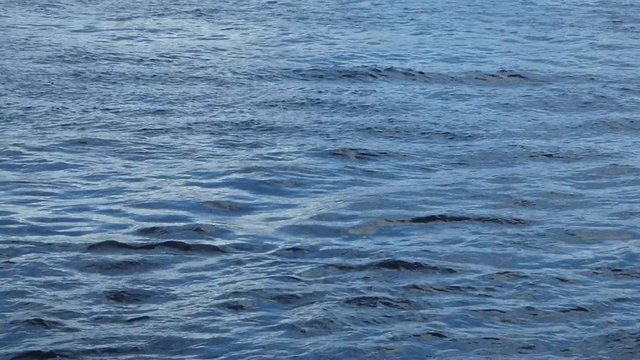 Cold water of wide northern river or sea. Dark blue surface with small waves. Natural background. Sunny day.