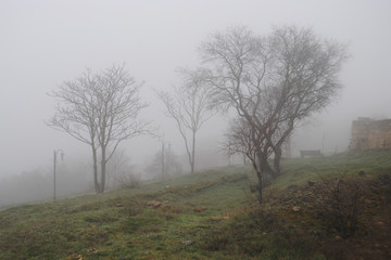 Trees in the fog, landscape