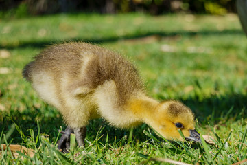 Canada Goose baby walking around