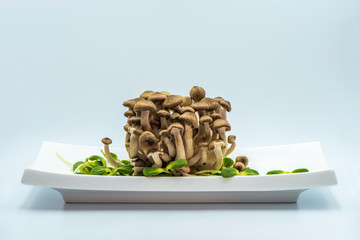 Japanese mushrooms on a white rectangular plate. Edible mushroom isolated on white background.