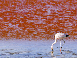 Flamingos in the Laguna Colorada (Red Lagoon), Bolivia Eduardo Avaroa Andean Fauna National Reserve