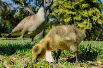 Canada Goose baby walking around