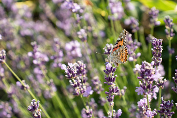 Butterflies on lavender flowers, bright floral background