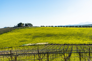 Green meadow and olive trees in early spring morning sunlight.