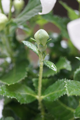 Eine weisse Ballonblumenknospe nach dem Regen