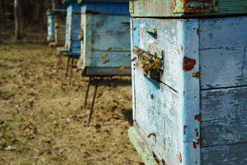 Bees fly out of the hive in the spring, apiary