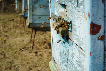 Bees fly out of hive in spring, apiary, close-up
