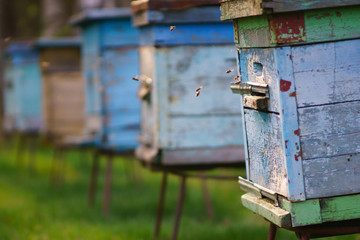 Beehives in the apiary, side view, a lot of bees