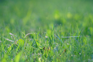 Morning dew on the grass