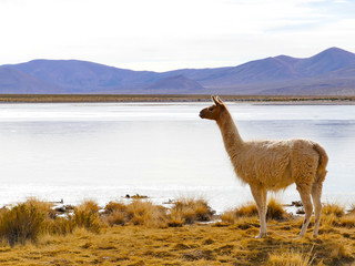 Portrait of a llama in Bolivia, South America