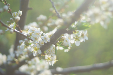 Blooming apple tree in the sun