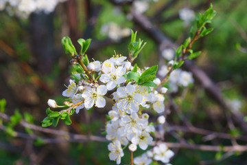 Apple tree branch with white flowers, closeup