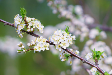 Apple tree branch with white flowers