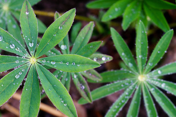 Drops of morning dew on the grass, top view