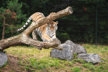 Siberian Tiger