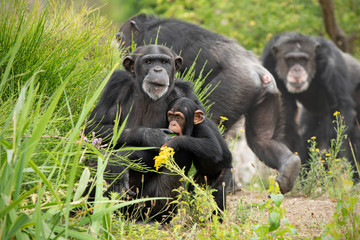 Chimpanzee with child